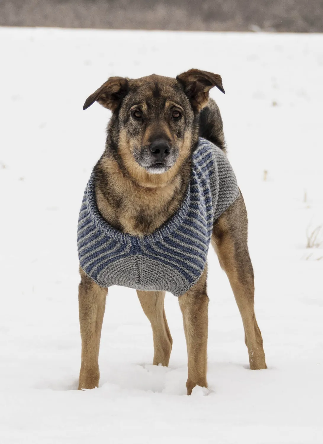 Blue Sky Fibers Bird Island Dog Sweater Anleitung Hund