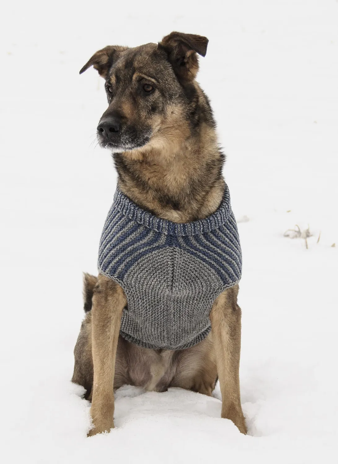 Blue Sky Fibers Bird Island Dog Sweater Anleitung Hund